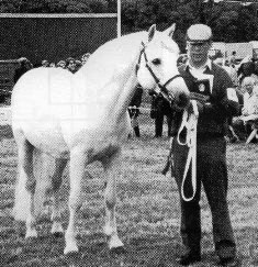 Murphy Rebel won the Connemara Championship at Galway County Show in 1991, with Philip McMahon
