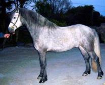 Rickamore Crusheen Rebel X Gortmore Dolly, new stallion in 2009